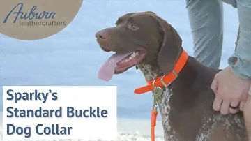 Waterproof Dog Collars Made in the USA | Sparky’s Standard Buckle Dog Collar