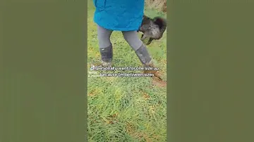 Bogs waterproof wellies are the absolute best! #bogs #wellies #waterproof #fyp #foryou #viral