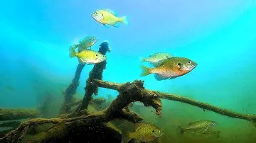 🐟 Eyoyo Portable Underwater Fishing Camera. Live Testing and Video! 📸